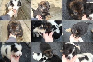 De 8 martie adoptă un căţel fără stăpân