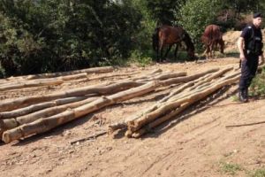 Fabricant de sobe, prins cu lemne deţinute ilegal pe tarla