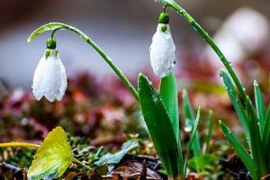 Cum va fi VREMEA până în 17 martie, în Transilvania şi la munte. Prognoza meteo publicată de ANM
