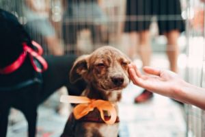 Sărbătoreşte animăluţele în luna martie contribuind la campania „Ia-mă acasă!”