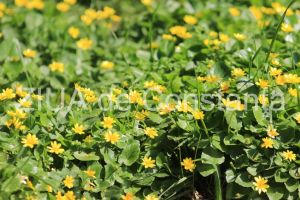 centrulnatura.ro: Vine primavara 