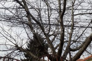 Constantenii cer toaletarea unui nuc de pe strada Emil Racovita. Ofera umbra, dar poate fi periculos (galerie foto)