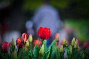 Primăria cumpără flori şi arbori de un milion de lei