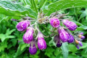 Tătăneasa (Symphytum officinale) – beneficii şi proprietăţi