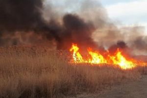 Mii de hectare din Delta Dunării pârjolite de incendii