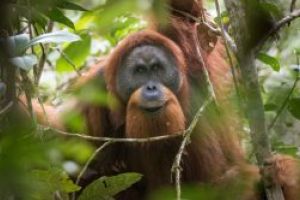 Cea mai rara specie de urangutan, impinsa spre disparitie de construirea unui baraj in Sumatra