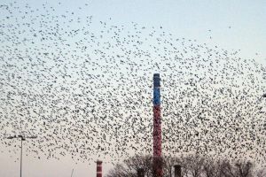 Campanie de alungare a ciorilor din parcuri şi de prin cartiere