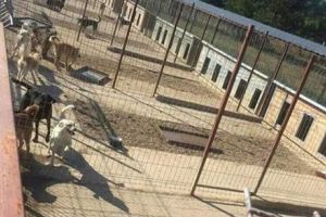 Fenomenul câinilor fără stăpân. Asociaţia FreeLife Satu Mare trage un semnal de alarmă