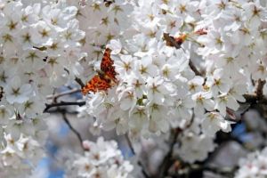 VREMEA. Prognoză meteo pentru perioada 8 martie-1 aprilie. Temperaturi crescute în toată România