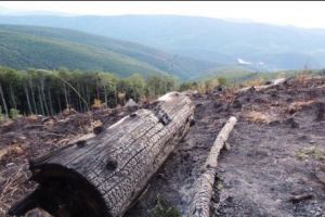 Petiţie: Romsilva a dovedit că nu înţelege ce înseamnă administrarea unui parc naţional 