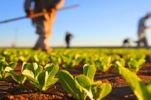 Fermierii sătmăreni încurajaţi în înfiinţarea cooperativelor agricole