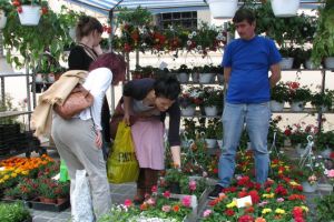 Peste 4.000 de trandafiri, confiscaţi din pieţe