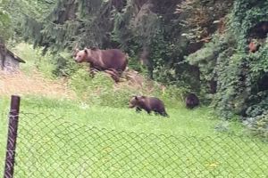 Experţii au formulat măsuri în privinţa urşilor care îşi fac apariţia în zona spitalului judeţean