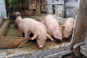 275 de localităţi, afectate de pesta porcină