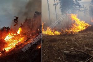 DÂMBOVIȚA: 5 hectare de pădure de pin au ars în urma unui incendiu provocat