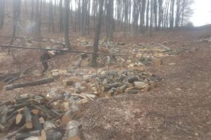 Tăieri ilegale de arbori continuate imediat după plecarea echipei de control, la Udeşti