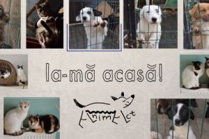 Astăzi puteţi confecţiona jucării pentru animale de companie la 112 Coffeehouse