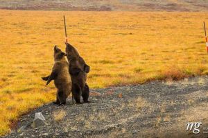 FOTO Doi urşi surprinşi într-un moment inedit. S-au bucurat ca nişte copii