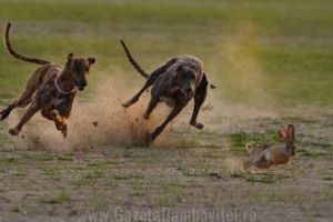 DÂMBOVIȚA: Bărbat prins la braconaj cu ajutorul unor câini din rasa ogar, interzişi la vânătoare