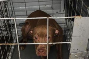 Poliţia Animalelor, amendă pentru o stăpână care şi-a abandonat câinele. Povestea lui Oxi