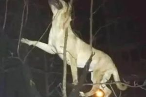 Întâmplare şocantă în România. Ce a păţit un câine în timp ce stăpânul dormea