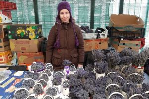 Afaceri parfumate. Două femei, mamă şi fiică, au plantat lavandă la Mărişelu