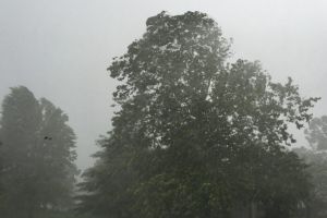 Gorjul, sub cod galben de vânt