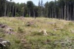 Romsilva contraatacă: Pădurile din P.N. Semenic – Cheile Caraşului sunt tăiate ca la carte!