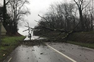 Vântul puterni a doborât mai mulţi copaci. Transportul pe cablu în Poiana Braşov este oprit