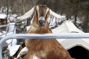 Ţapul Lincoln ales primar într-un oraş american