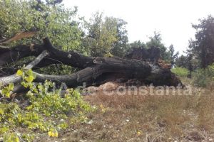 Trafic blocat in judetul Brasov dupa ce mai multi copaci au cazut pe carosabil