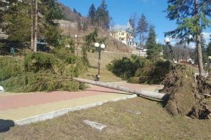 Furtună la Slănic Moldova: brazi smulşi din rădăcini