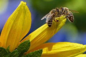 Ce se întâmplă dacă dispar albinele de pe Terra?
