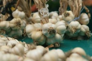 Subvenţii şi pentru cultivatorii de usturoi