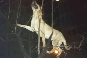 Câine aruncat pe geam de la etajul 4, de stăpân, la Timişoara? Patrupedul a căzut într-un pom