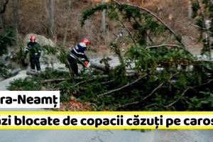 Neamţ: Două străzi blocate de copacii căzuţi pe carosabil, în Piatra-Neamţ (FOTO)