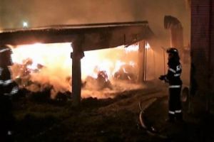 Incendiu la o fermă avicolă din Constanţa. Peste 9000 de pui, morţi prin intoxicare cu fum