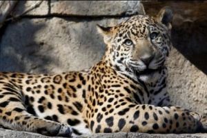 Atacată de un jaguar, după ce a sărit bariera de la zoo pentru un selfie. 