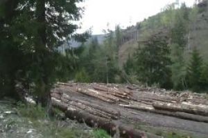 Cifrele nu ţin loc de păduri!