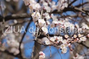 Peisaj superb de primavara la Constanta. Un pom din zona Liceului de Telecomunicatii din Constanta a inflorit