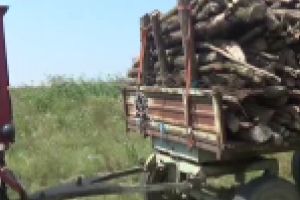 La furat de lemne in Parcul Monument din Braila