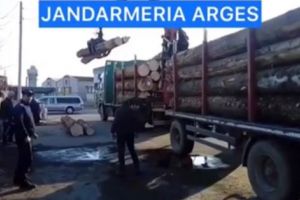 Prinşi cu lemnul „putred” în camion!