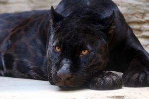 Un jaguar de la o grădină zoologică a atacat o femeie care încerca să îşi facă un selfie