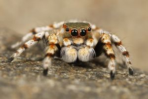 Tarantulă filmată pentru prima dată mâncând un oposum