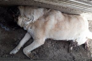 FOTO. Câine împuşcat la Carei, chiar în curtea stăpânilor