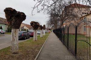 “Masacru” verde lângă eco-şcoala Avram Iancu din Oradea: Zeci de copaci au fost lăsaţi fără crengi (FOTO)