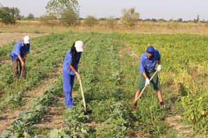Ajutoare de stat de până la 1.000 de lei/lună pentru fermierii care angajează tineri