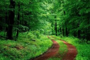 PRIMIM  LA REDACȚIE:  În Transilvania a început bătălia pentru obţinerea controlului  asupra ariilor naturale protejate