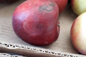 Fructe stricate în pieţele din Gorj