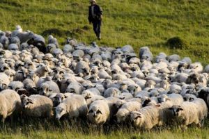 Cioban snopit în bătaie la poliţie în Miercurea Sibiului – ”M-au bătut cu pumnii şi picioarele!”